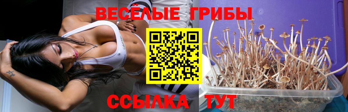 Коммунар  Галлюциногенные грибы Psilocybine cubensis  Вход с VPN 